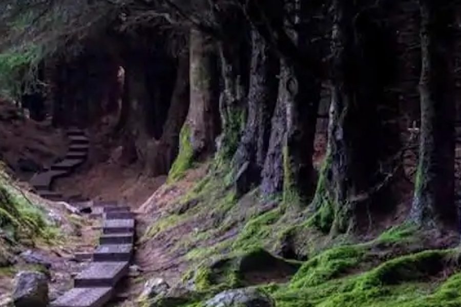 Ballinastoe Woods Walk