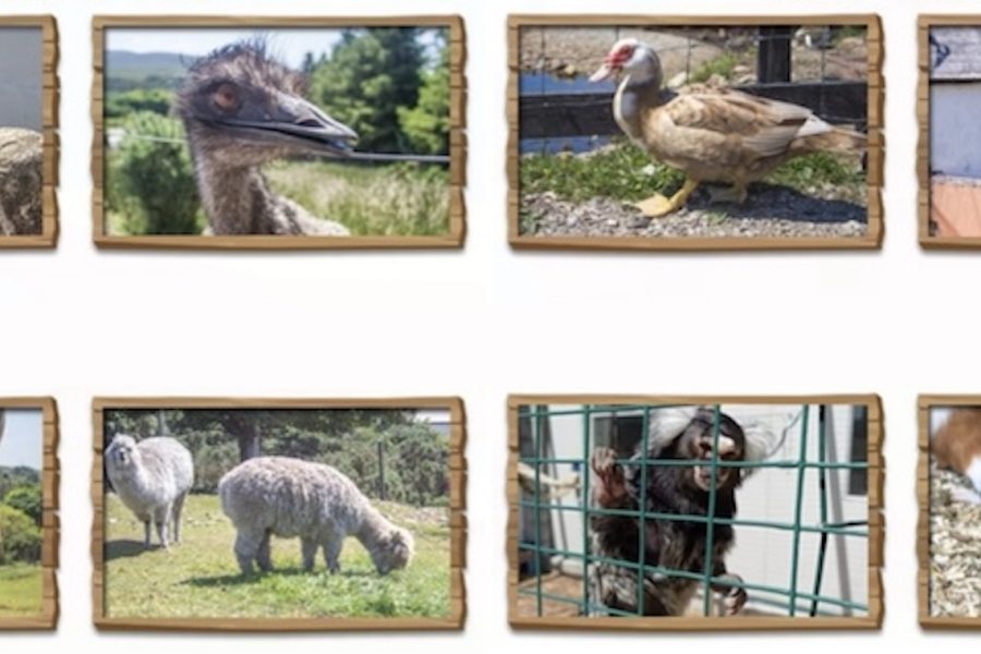 Errigal View Pet Zoo