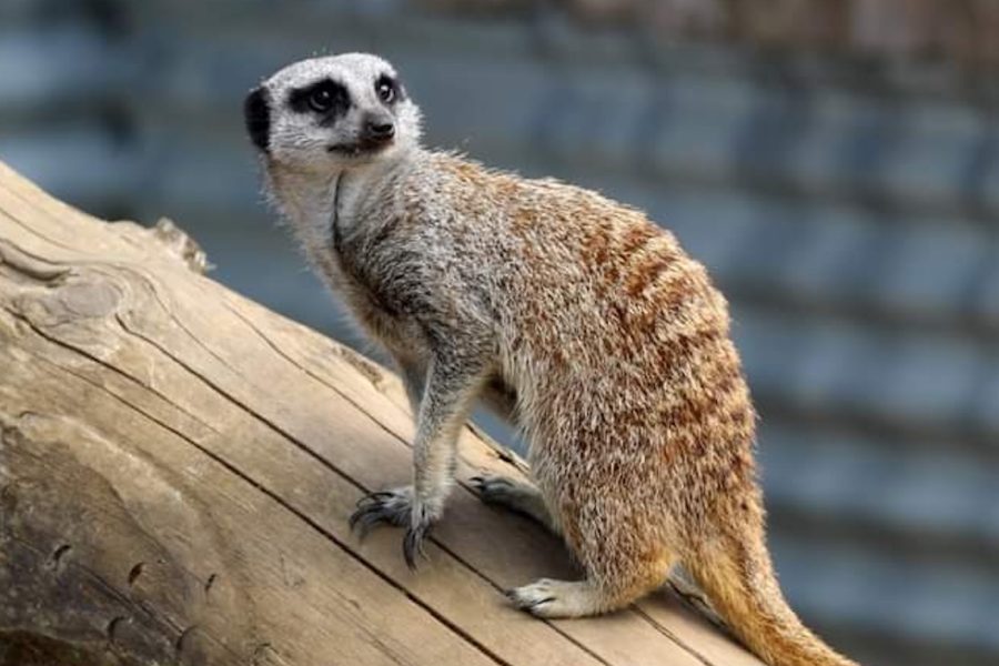 Secret Valley Wildlife Park