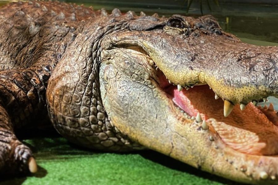 National Reptile Zoo