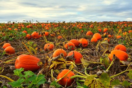 A Day at Killarney Pumpkin Farm